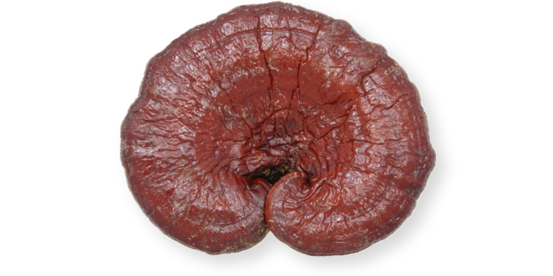  - Ganoderma lucidum