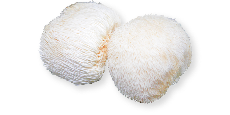  - Hericium erinaceus