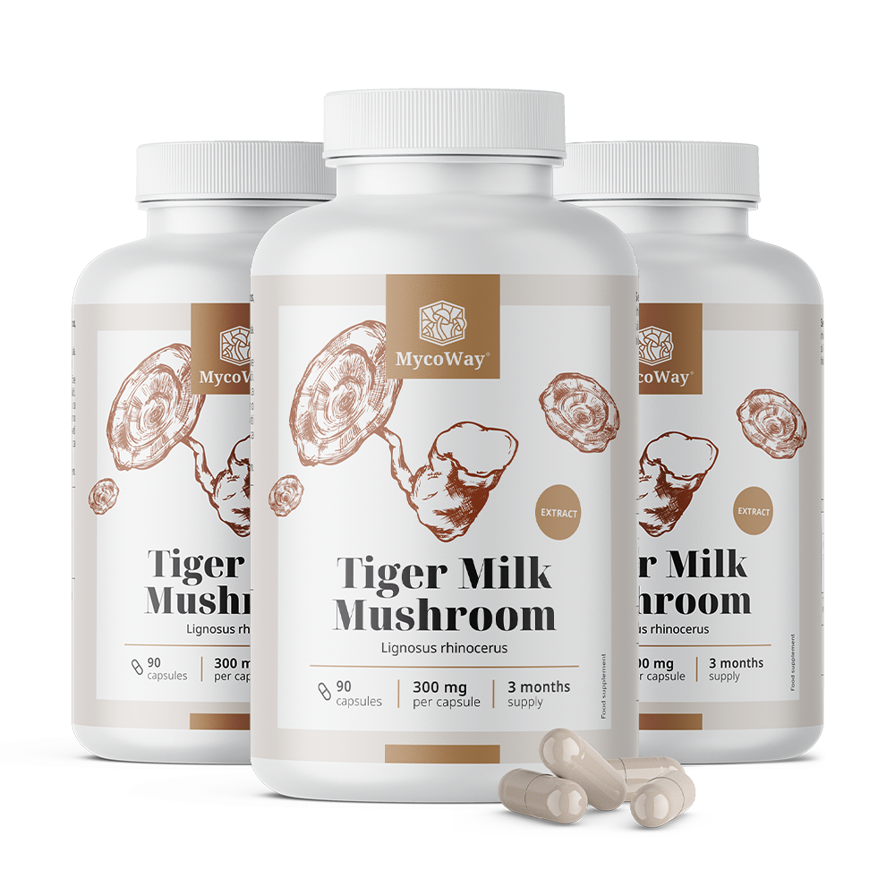  Tiger Milk 300 mg – εκχύλισμα μανιταριού Lignosus rhinocerus